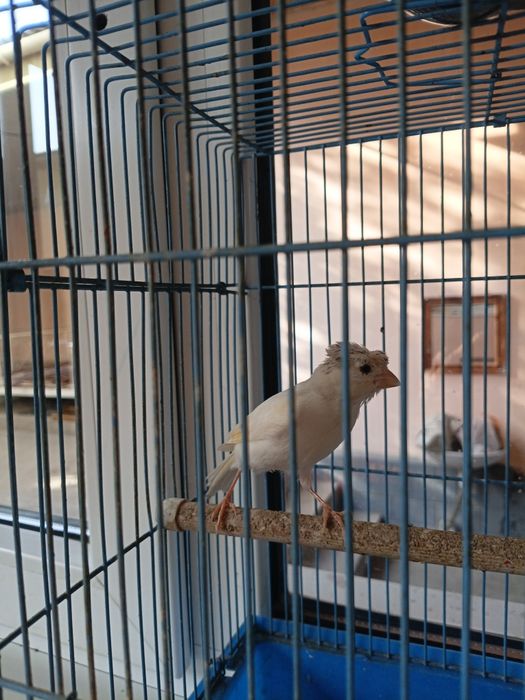 канарейка поющий