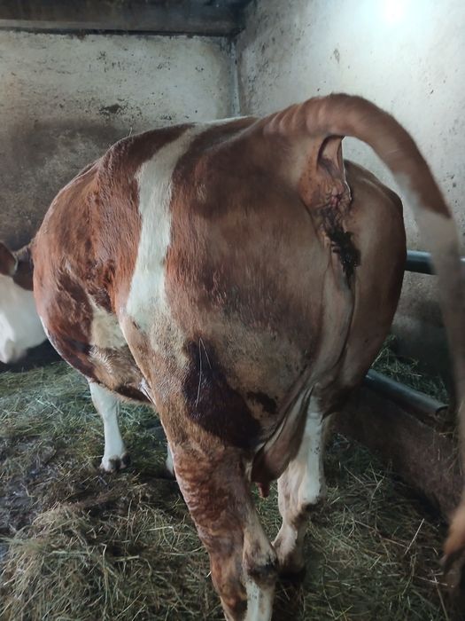 Vind vacă a făta gestantă în 7.5luni talie mare