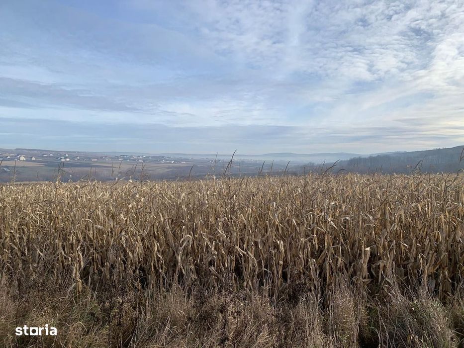 Teren intravilan de vânzare | Cajvana | 7.800 mp