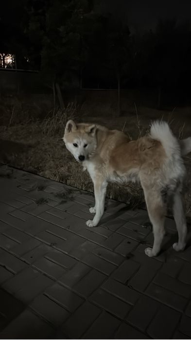 акито ино хатико на вязку