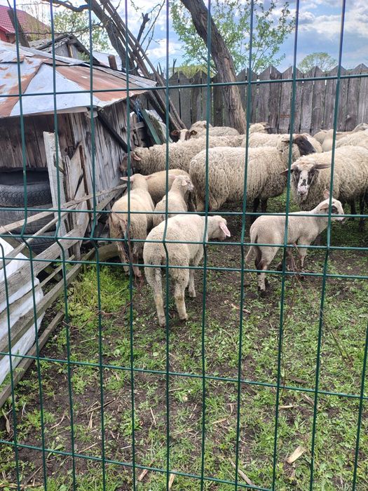 De vânzare mieluțe