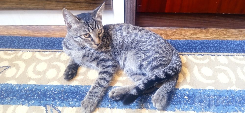 Mushuklar bepul/Котята бесплатно