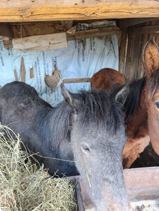 Продам  2 жеребят