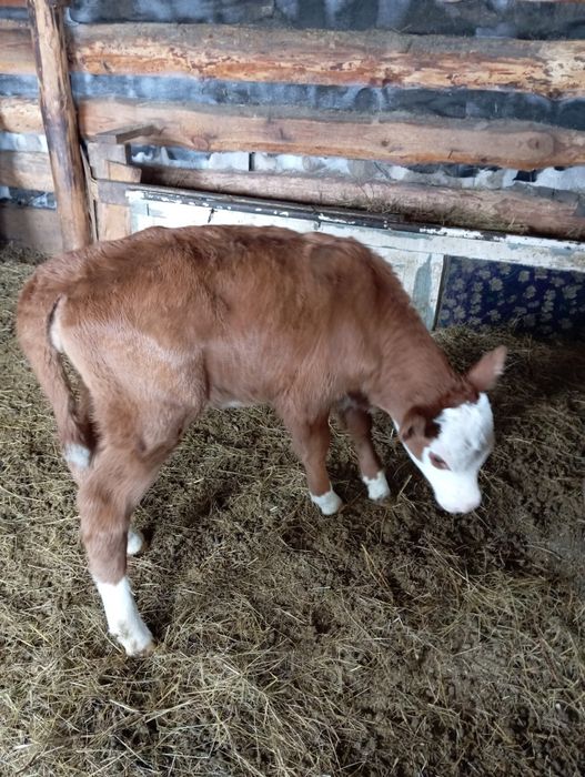 Продам телят тёлочек молочных месячные