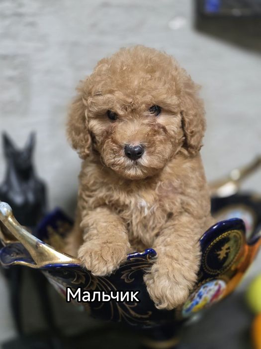 Щенки Пуделя ищут Родителей