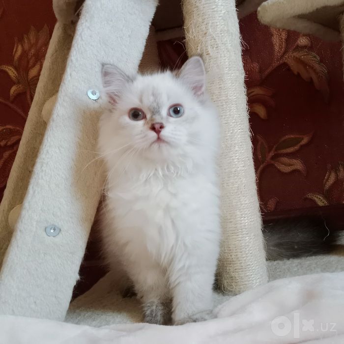 Роскошные Котята  колор Поинт Скоттиш Страйт мальчики