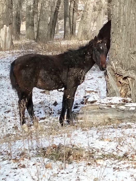 Таза Канды жабагы