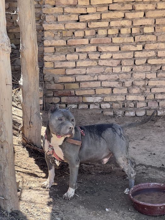 Pitbull erkak it