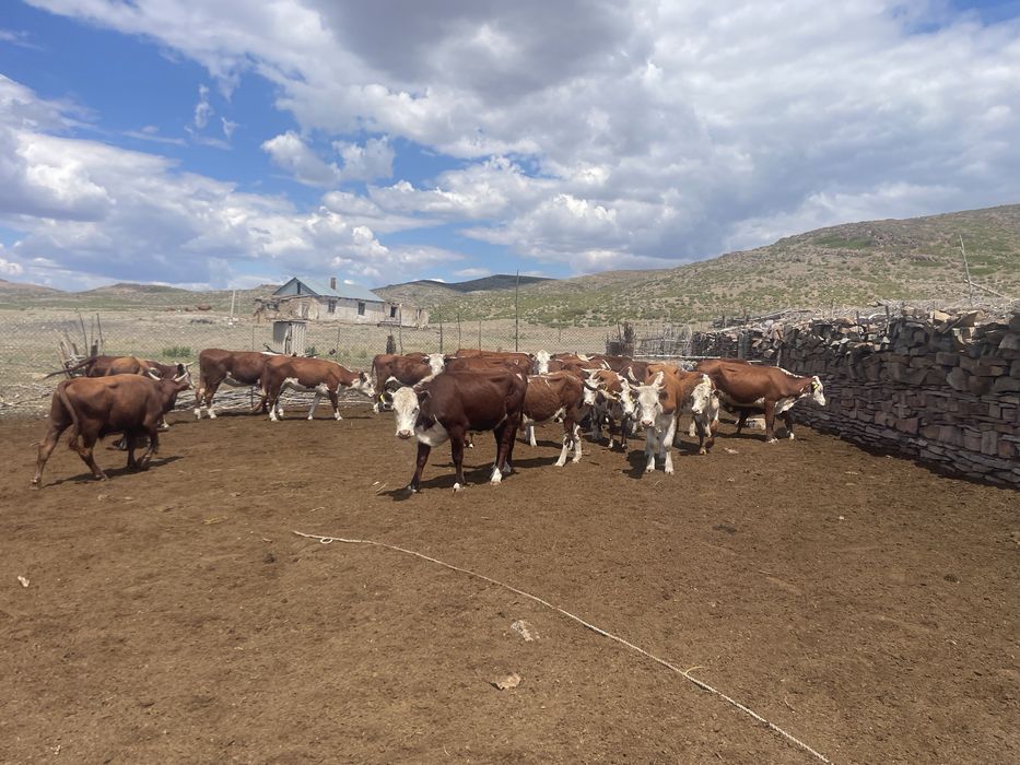 30 бас Ақбас буаз сиырлар сатылады акбас