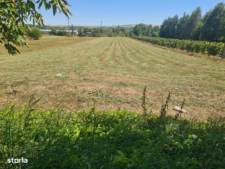 Teren intravilan 5000 mp , Casin, Onesti