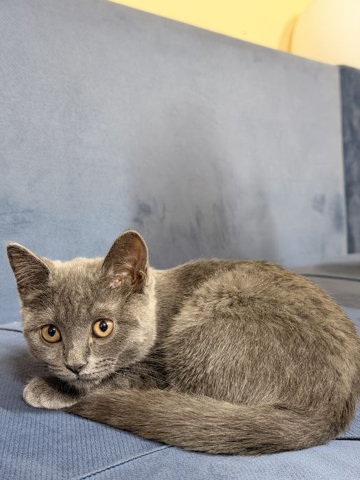 Котенок девочка
