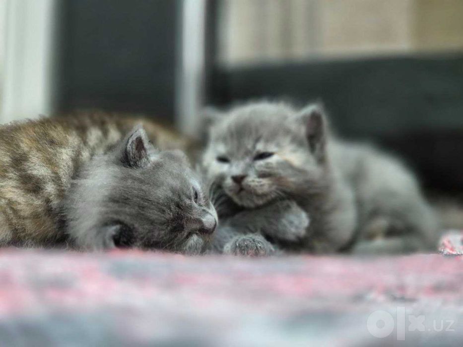 Отдадим милых и здоровых котят (длинношёрстные).Ищем заботливых хозяев