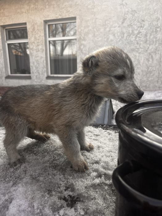 Щенки. Порода Лабски