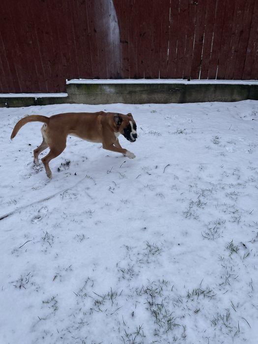Catel Boxer doar in Iasi