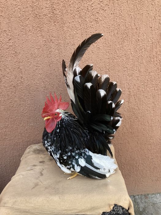 Piese rare pt curte de vânzare !