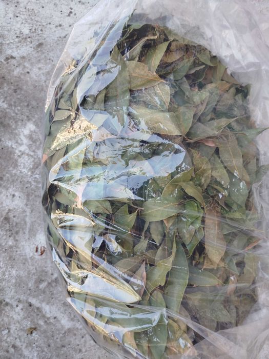 Дафинов лист сушен