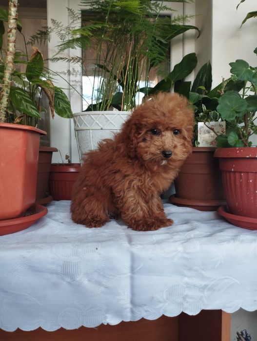 Той Пудел Tou Poodel