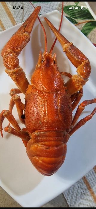 Раки Астана живые и вареные