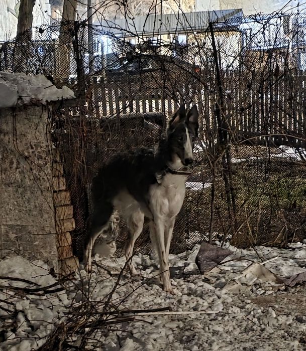 Русская псовая борзая