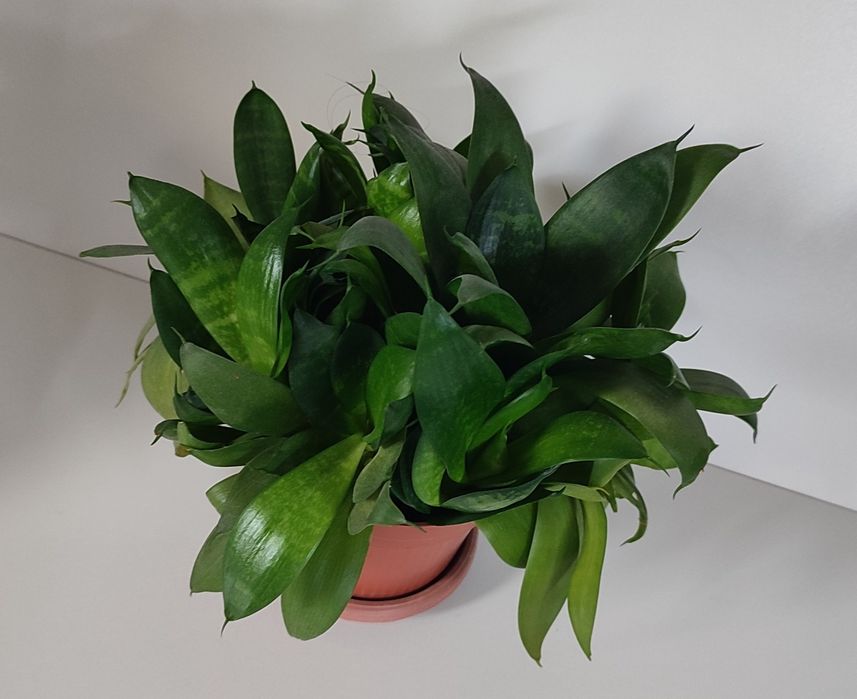 Монстера и алое-вера,сансевьерия