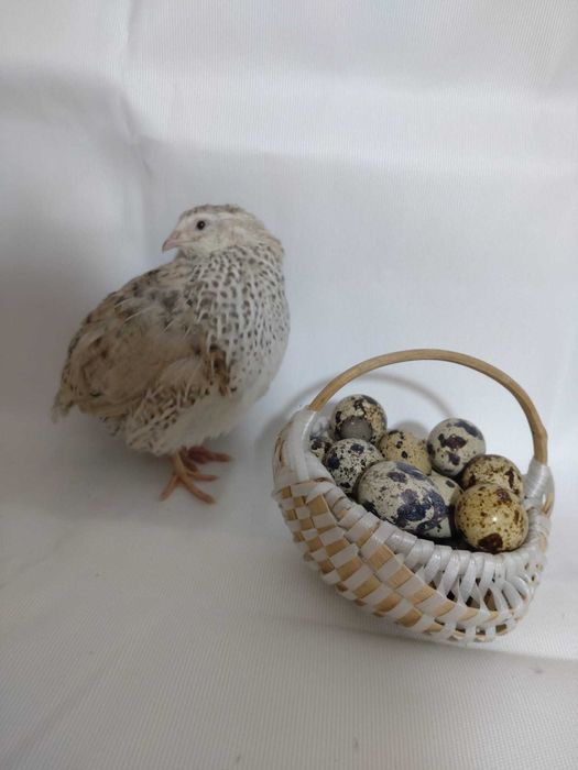 Vând pui de prepeliță – 4 săptămâni