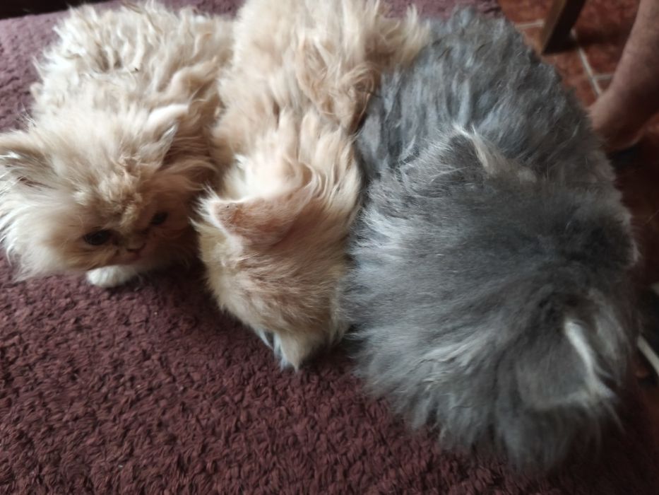 Персийски котенца