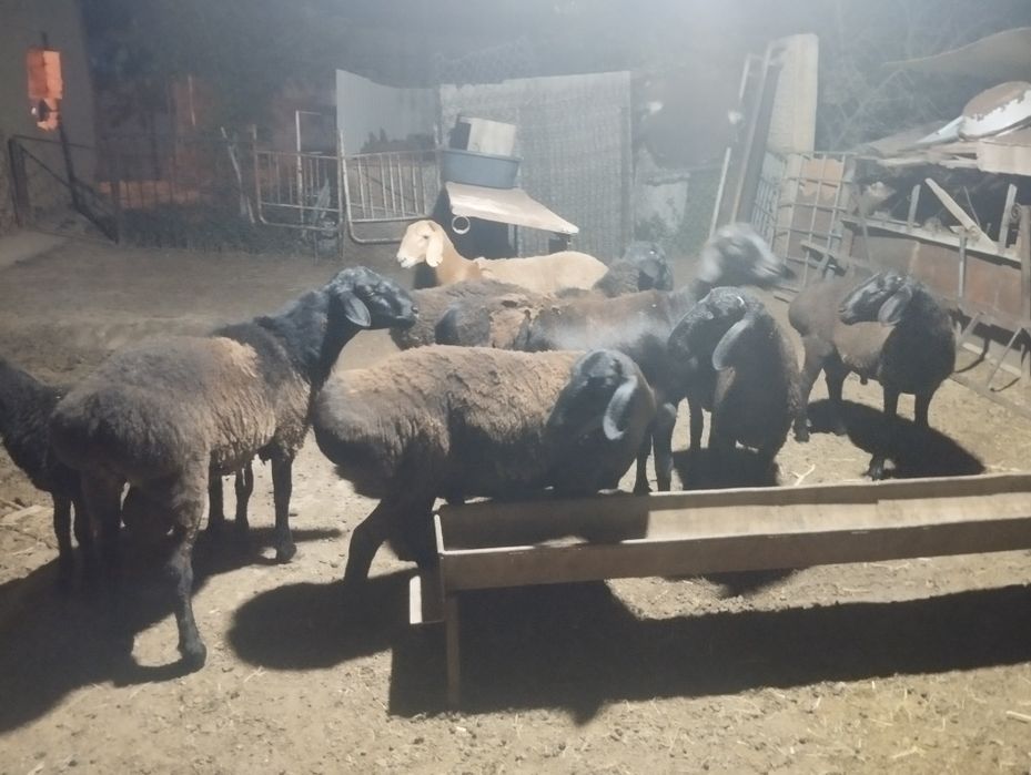 Бараны продается, Қой сатылады