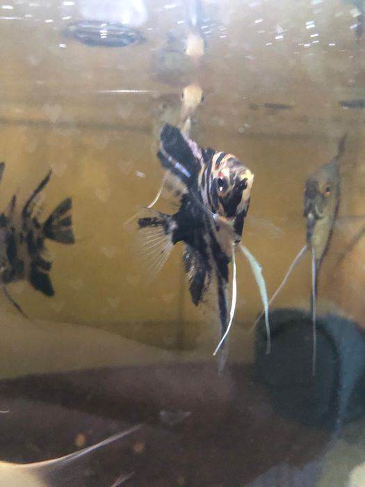 Scalari dungati, marmorati, albi, koi