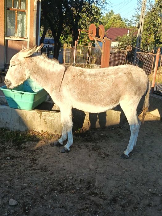 Vând două măgărițe mature