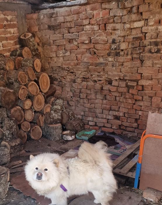 Прекрасно женско Чау-Чау (Арчи) – на 1 година