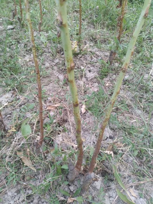 Бодом кучатлар 1 -сорт.  Нави килич ва олтиарик.