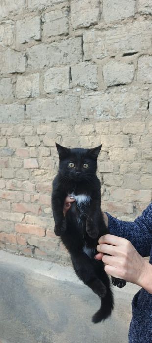 Черный котенок сиамский