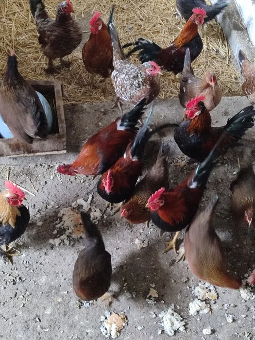 Gâinuși și Cucoșei  Americani