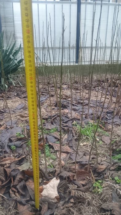 Portaltoi kaki (Diospyros lotus) rădăcina nudă