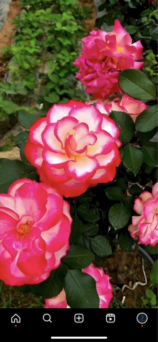 Shtamp Gul, Manzarali Gul