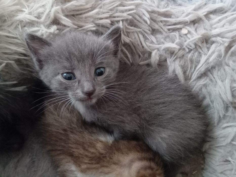 Отдам котят в добрые руки