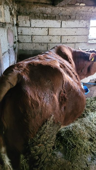 Vaca de vânzare gestanta