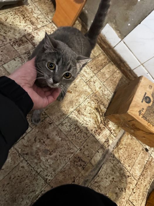 Отдам кошечку в добрые руки