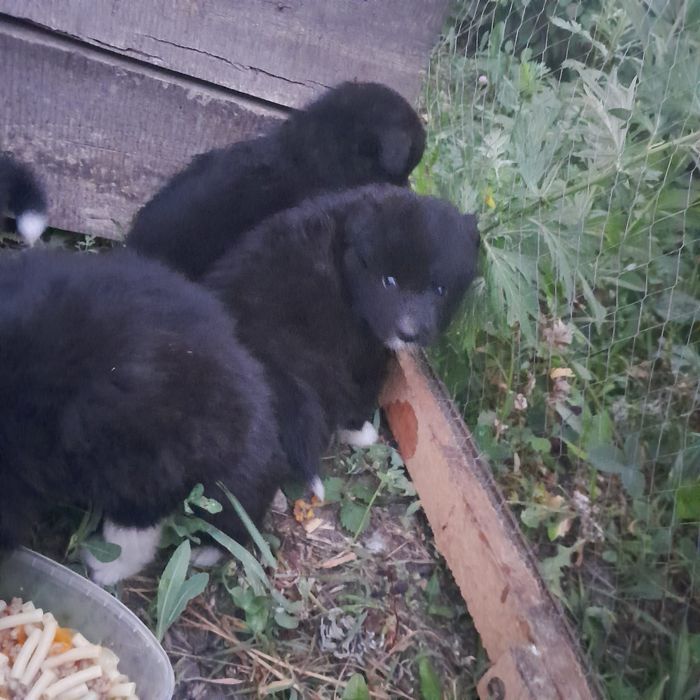 Отдам щенков в хорошие руки
