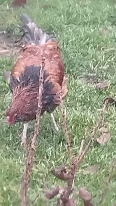 Vand cocosi ameraucana de 3,5 luni