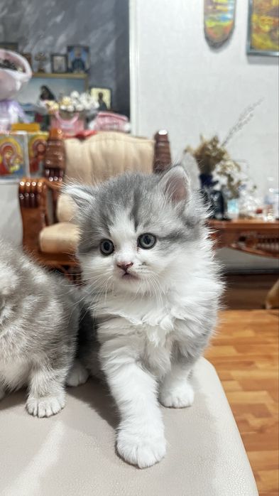 Британские котята