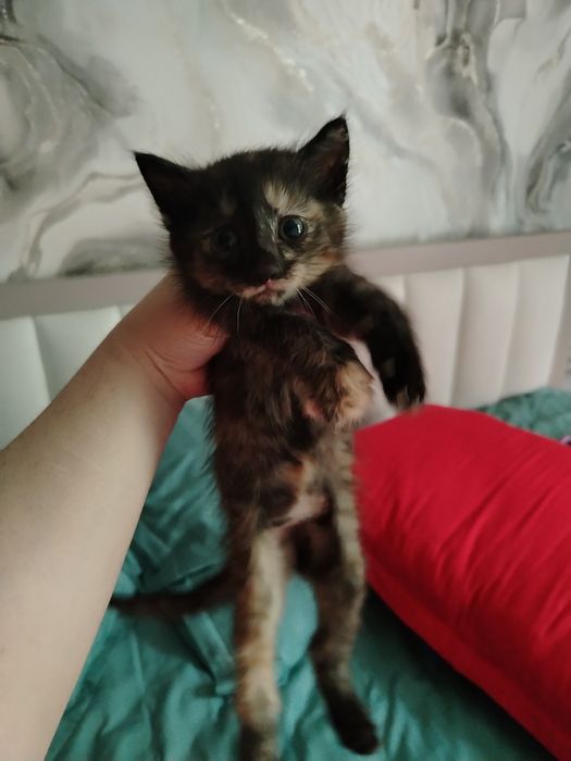 Красивый котенок домашний
