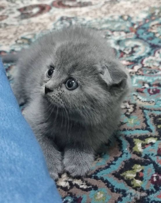 Продаются чистокровные породистые котята