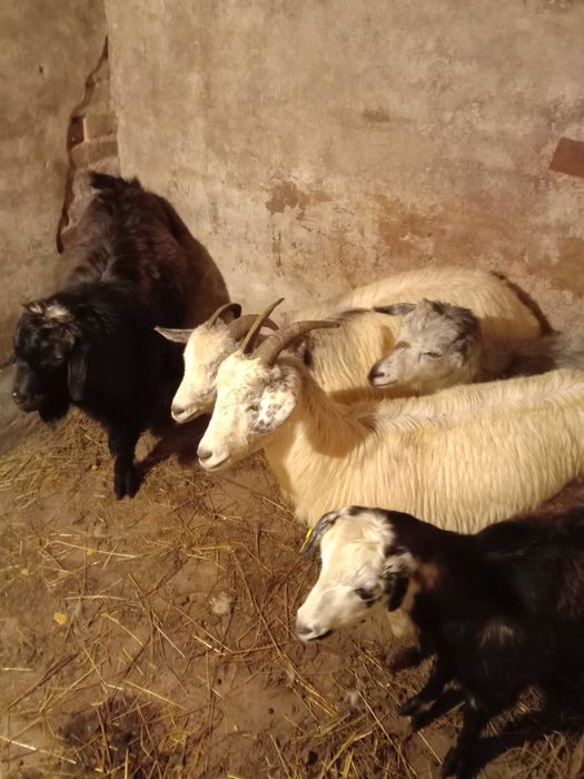 Продам 4 козы и козла