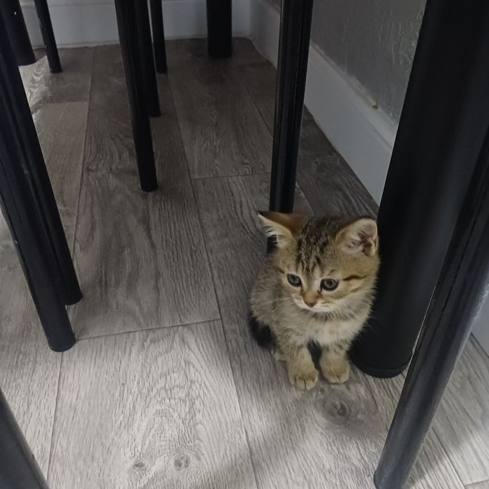 котята шотландцы