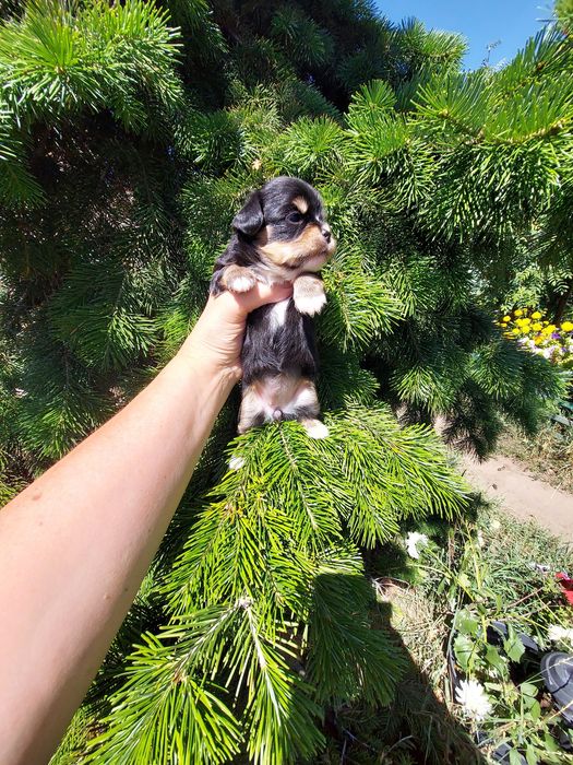 Продаю щенка чихуахуа