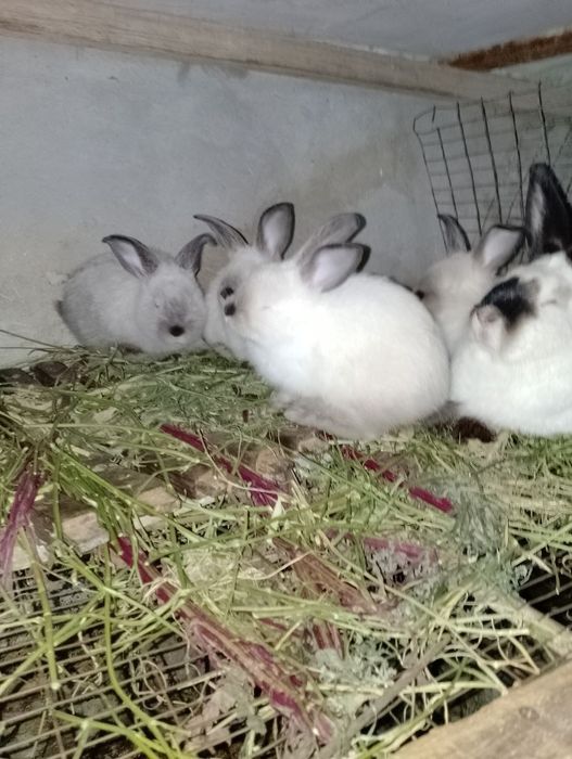 калиф куён,4 та шахтёр боласи билан. .