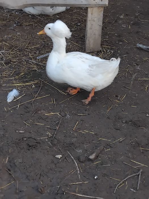 Vând rățoi cu moț!