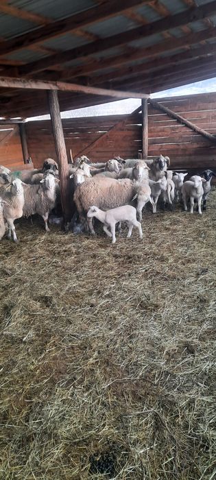 Vând 15 oii metiș de carne cu mieii