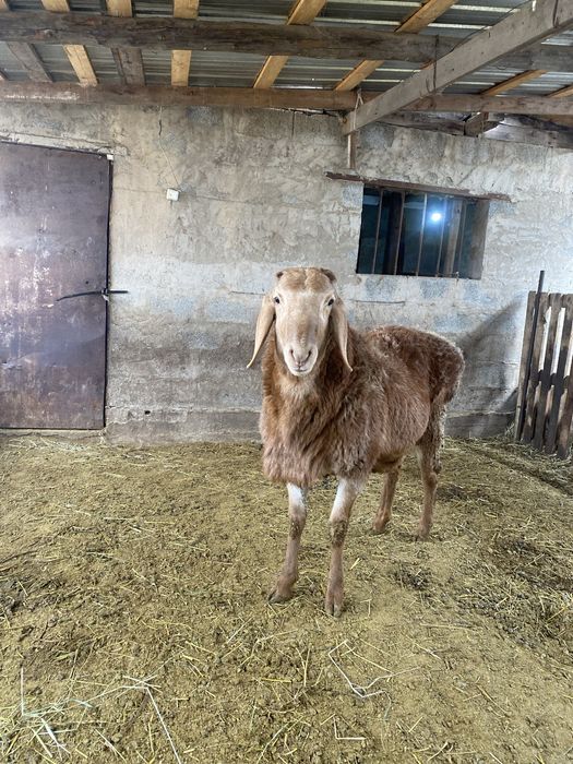 Продам кошкарчик Арашан